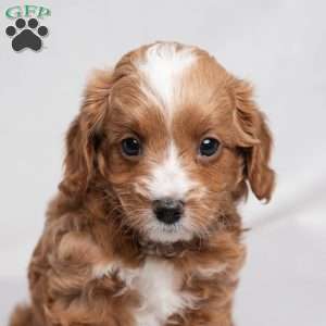 Zack, Cavapoo Puppy